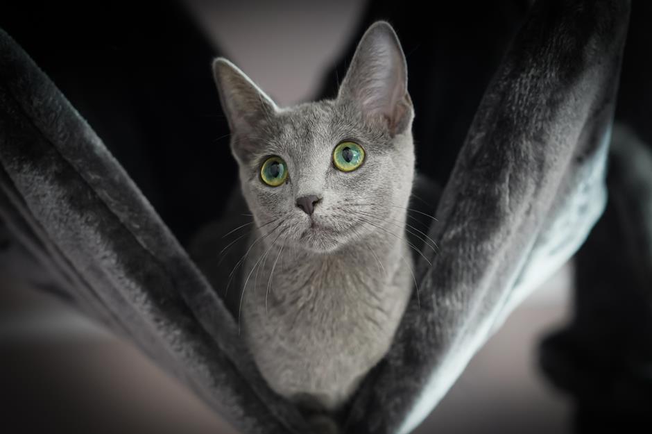=7. Russian Blue: $1,500 (£1.1k) to $3,000 (£2.2k)